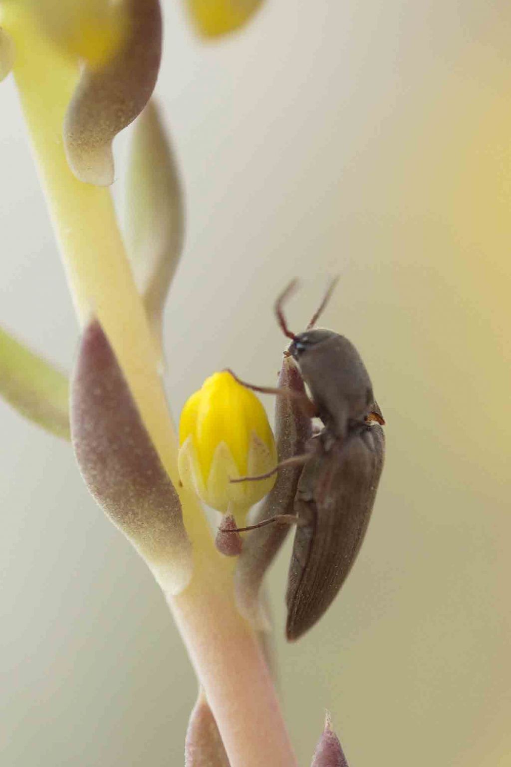 Elateridae - Agriotes sp.